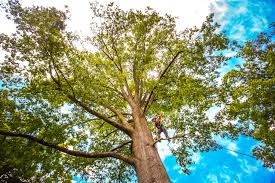 Best Arborist Consultation Services  in Flora, MS