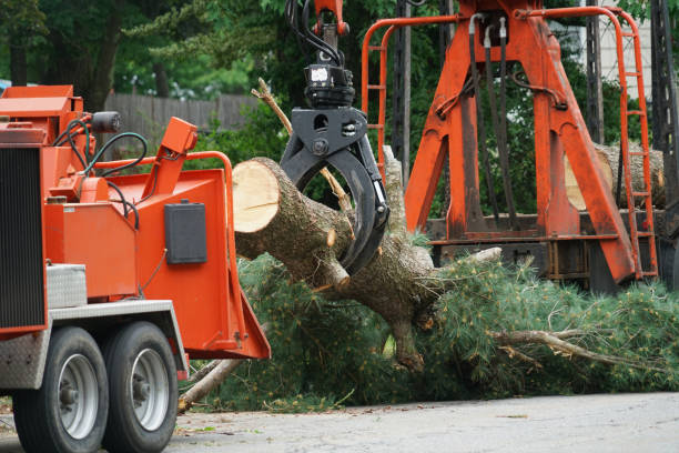 How Our Tree Care Process Works  in  Flora, MS